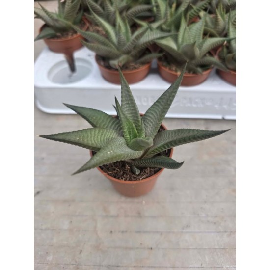 Haworthia Limifolia ''Roux