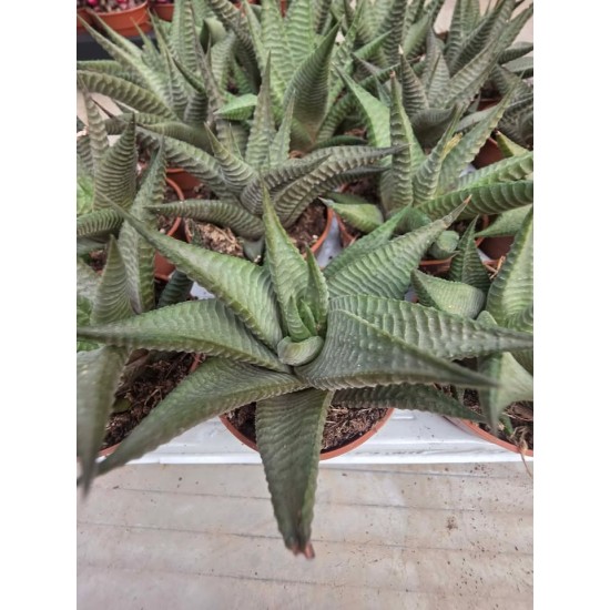 Haworthia Limifolia ''Roux