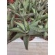 Haworthia Limifolia ''Roux