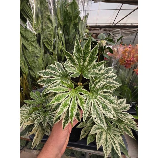 Aralia Garden Cold-resistant