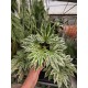 Aralia Garden Cold-resistant