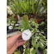 Anthurium Peltigerum