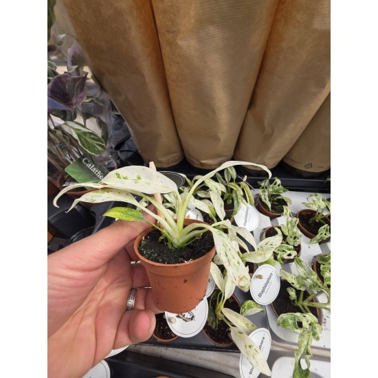 Rhaphidophora puberula variegated