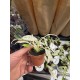 Rhaphidophora puberula variegated