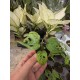 Монстера Adansonii Mint Монстера Adansonii Mint