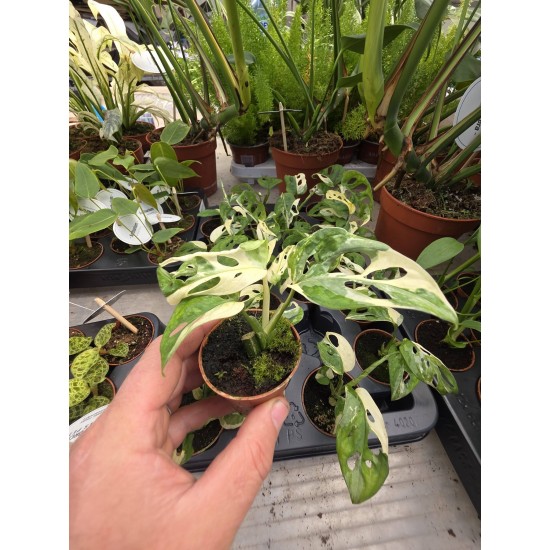 Монстера Adansonii Variegata