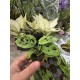 Монстера Adansonii Mint Монстера Adansonii Mint
