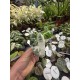 Alocasia Frydek Variegata