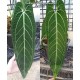 Антуриум Warocqueanum Антуриум Warocqueanum