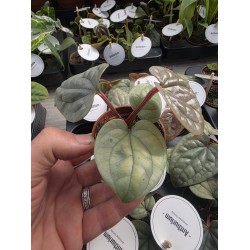 Антуриум Luxurians Антуриум Luxurians
