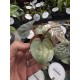 Антуриум Luxurians Антуриум Luxurians