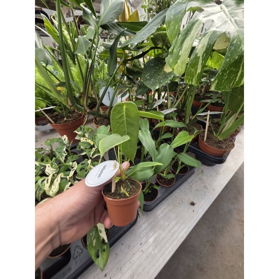 Anthurium Peltigerum