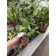 Anthurium Peltigerum
