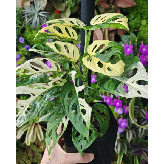Монстера Adansonii Variegata