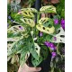 Монстера Adansonii Variegata