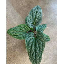 Антуриум Luxurians x radicans