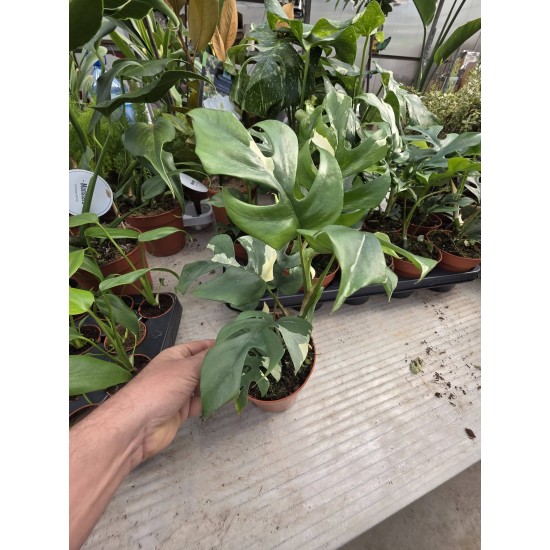 Монстера Minima Variegata Монстера Minima Variegata