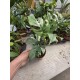 Монстера Minima Variegata Монстера Minima Variegata