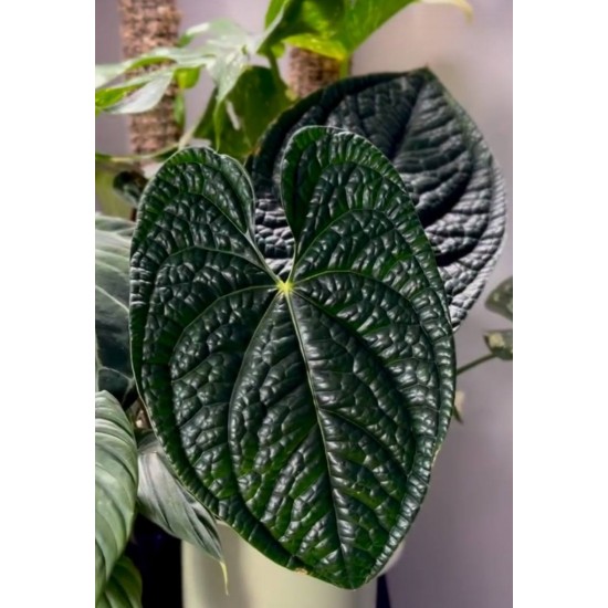 Антуриум Luxurians Антуриум Luxurians