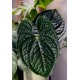 Антуриум Luxurians Антуриум Luxurians