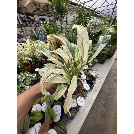 Rhaphidophora puberula variegated