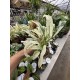 Rhaphidophora puberula variegated