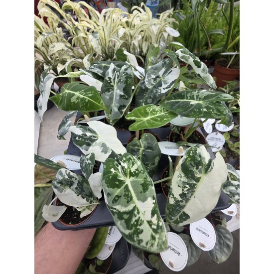 Alocasia Frydek Variegata