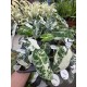 Alocasia Frydek Variegata