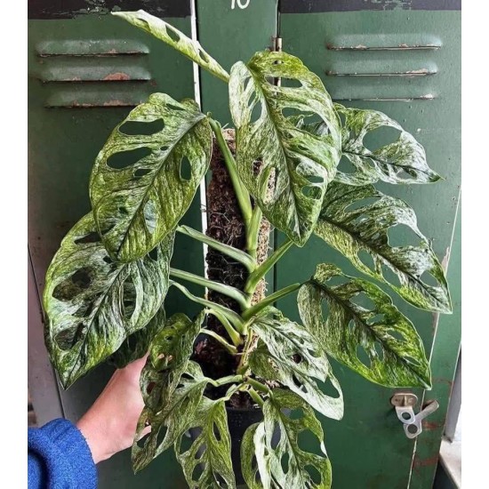 Монстера Adansonii Mint Монстера Adansonii Mint