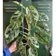 Монстера Adansonii Mint Монстера Adansonii Mint