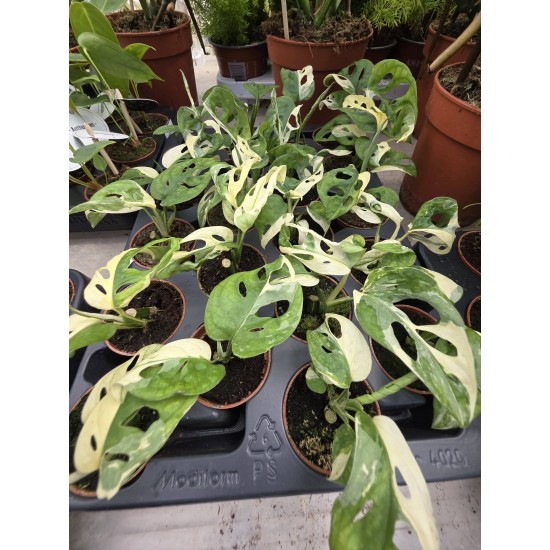 Монстера Adansonii Variegata