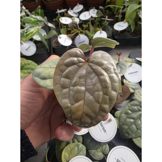 Антуриум Luxurians Антуриум Luxurians