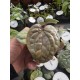 Антуриум Luxurians Антуриум Luxurians