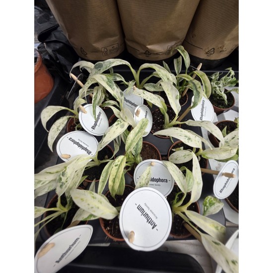 Rhaphidophora puberula variegated