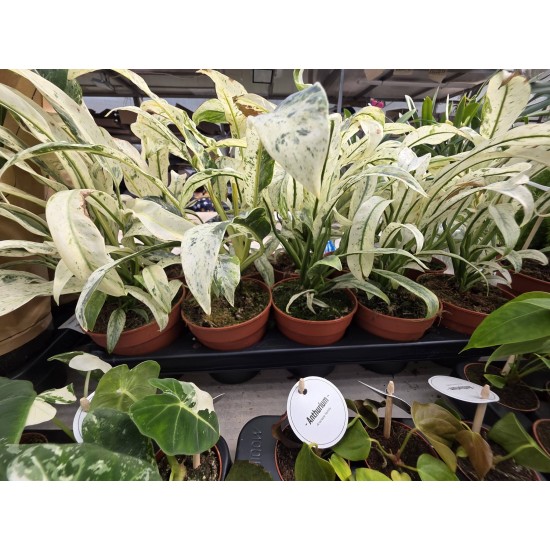 Rhaphidophora puberula variegated