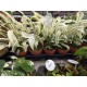Rhaphidophora puberula variegated