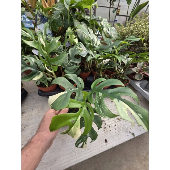 Монстера Minima Variegata Монстера Minima Variegata