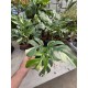 Монстера Minima Variegata Монстера Minima Variegata