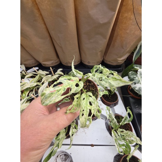 Monstera Frozen Freckles Monstera Frozen Freckles