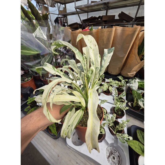 Rhaphidophora puberula variegated