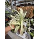 Rhaphidophora puberula variegated