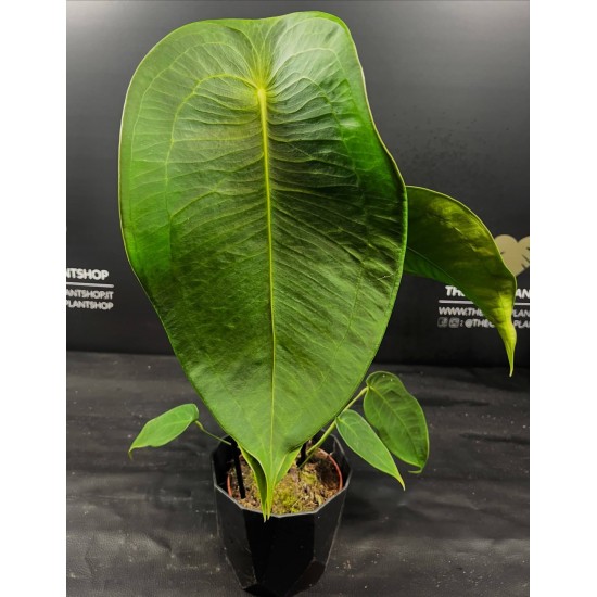 Anthurium Peltigerum