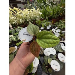 Антуриум Luxurians x radicans Антуриум Luxurians x radicans