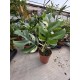 Монстера Minima Variegata Монстера Minima Variegata