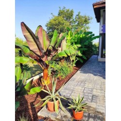 Червен банан- Ensete ventricosum Maureli Червен банан- Ensete ventricosum Maureli