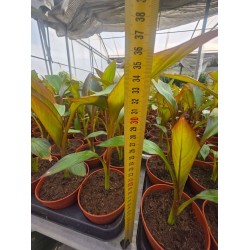 Червен банан- Ensete ventricosum Maureli