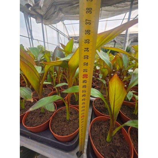 Red Bannana Ensete ventricosum Maureli