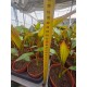 Red Bannana Ensete ventricosum Maureli