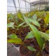 Red Bannana Ensete ventricosum Maureli