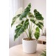Alocasia Frydek Variegata